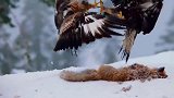 动物世界：天空之王老鹰捕猎瞬间
