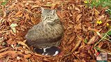 就剩下最后一只小野猫了，真有爱，这三只都是他阿姨吗？