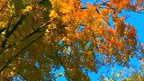 你若盛开，花香自来！（10月20日拍摄）