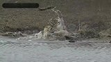 猎豹之殇！水坑边喝水，却惨遭鳄鱼的偷袭