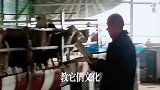 大叔叫绵羊学文化，这才是真正的羊教授