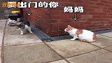 猫咪：有一种害怕叫我妈在家，相信你们应该懂