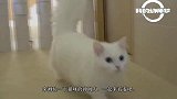 面对纸巾墙，小猫会选择如何通过，网友：这小猫真搞笑