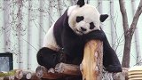 熊猫也有黑历史，爱吃瓜的小熊缘小，毛裤被脱很羞耻