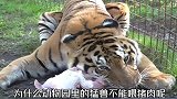 为什么动物园的猛兽不能喂食猪肉呢