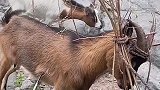 羊跑去招惹豪猪结果被扎了