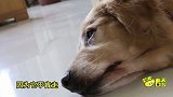 厦门最火的金毛犬，只因做了这事就上了城市宣传片