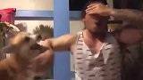 这只柴犬竟和主人比划咏春，结局究竟是谁胜谁负呢