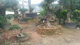 花卉园林如此美，带大家参观花卉园林基地还看到小哥正在打造树形