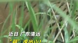 萌”虎出山！看华南虎野外环境自主捕食