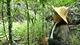 在野外生存出现缺水的情况怎么办？可以试试这一招砍竹取水