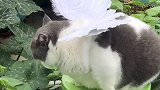 发现一只猫头鹰，请问它到底能不能展翅高飞啊