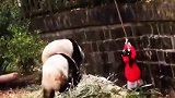女孩不慎掉入熊猫园，万分惊险时，3只熊猫的举动直接笑翻众人