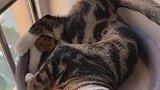 猫：一边儿去，别打扰我练瑜伽！