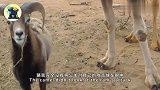 公羊挑衅骆驼，接下来憋住别笑，镜头拍下搞笑画面