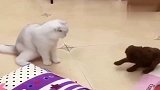 猫咪和小泰迪打架，下秒泰迪搬来救兵，猫咪怂了！