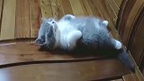 小猫咪再冷不能冷了孩子