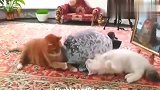橘猫：敢碰我的海豹，我教你死这个字怎么写