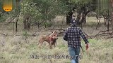 爱犬惨遭袋鼠锁喉，男主人上前一个右勾拳，KO澳洲“恶霸”