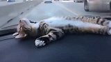 躺在这里兜风的猫，真是太会享受了