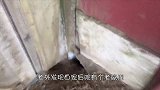 外国牛人为了捉住老鼠，将后院炸了个底朝天，老鼠：何怨何愁啊！