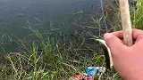 农村小伙用小鱼当诱饵，直接上货大黑鱼，看着真过瘾！