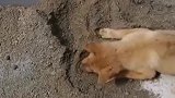 狗狗帮忙干活厉害不