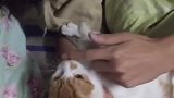 别说我不会教猫，我尽力了！