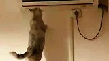 天气太热了，猫咪想让空调往下吹吹，结果一回头看见主人