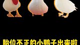 胎位不正的小鸭子出来了