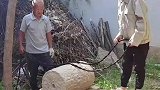 下地窖拿地瓜家里梯子坏了，还是老爸聪明，这样下地窖又快又安全