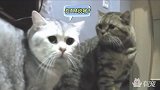 这就是本地猫和外地猫吵架的下场！