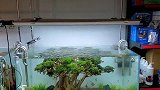 什么叫商业草缸？水族店的这些鱼缸景观，带给你答案