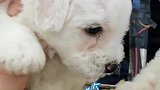 比熊犬被嫌弃了