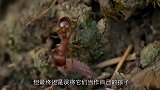 真实存在的4种寄生动物每一个都残忍至极