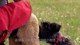 狗狗纷纷来到这只小狗身边，是什么品种的狗狗，这么有吸引力
