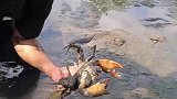 沼泽地里竟然抓到一只大螃蟹