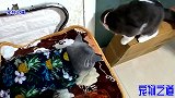 主人给小奶猫们买新玩具，公猫躲在一旁生闷气，委屈的表情太逗了