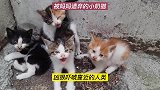 被遗弃的5只小奶猫，凶狠地面对人类