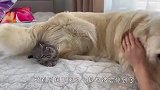 这金毛也太懂事了吧？帮主人照顾猫咪，画面萌翻了