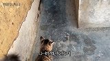 决定了，明天就给小奶猫做新窝，搬家!