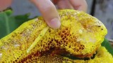 村花采来大蜂巢，直接蘸辣酱烤了吃，又酸又甜