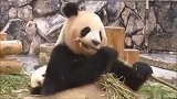 熊猫宝宝跟妈妈抢竹子吃,直接被推开,这绝对不是亲生的!