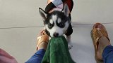 男子送二哈一顶绿帽子，狗狗高兴地扭起大秧歌，笑的主人肚子疼
