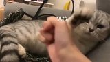 女人和猫在一起，有点矛盾能僵持一天