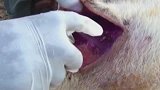 兽医为狮子缝合伤口，能否康复只能靠它自己了