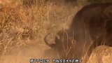狮子狩猎水牛，一场技术性和耐力的对拼，最终水牛被活活累垮！