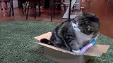 肥猫：别想着再进来，此盒子已被本猫咪占领！