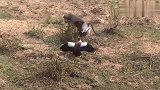老鹰抢猴子零食，猴子可不干了，叫来兄弟姐妹一起收拾老鹰