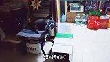 《菠小萝的操心喵生》第5集，今天我不该早起